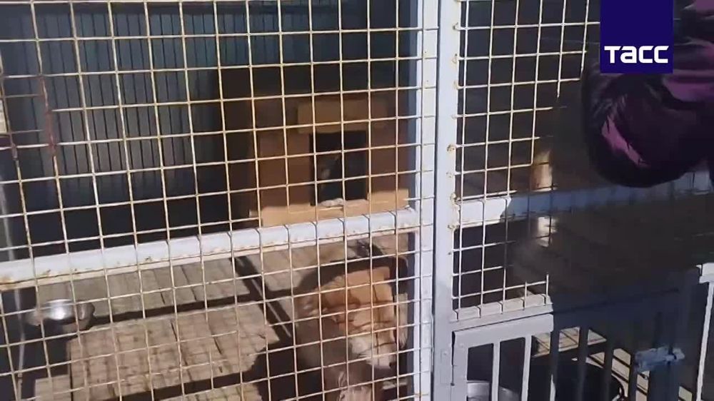 Около 50 собак и кошек эвакуировали в муниципальный приют в Кургане из-за паводка, сообщает корреспондент ТАСС