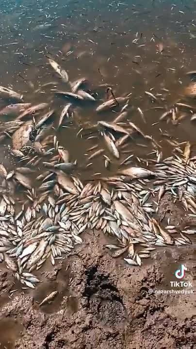 В реке Сейм на территории Сумской области происходит массовый мор рыбы, свидетельствуют видео в соцсетях