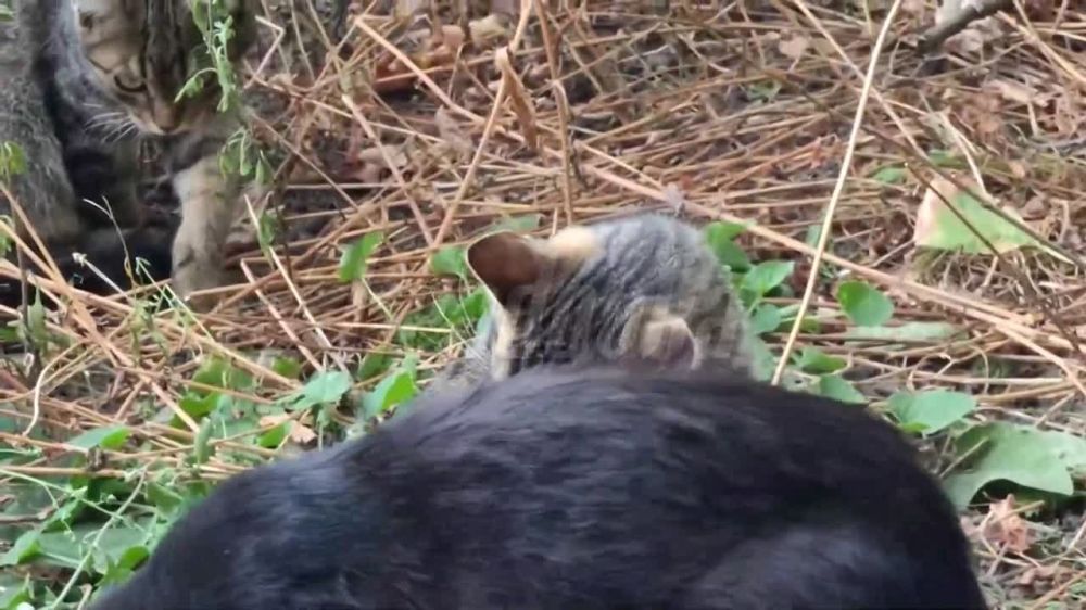 ����� �����: � ��������� � ������� ��� � ����������� ������ ������� �������