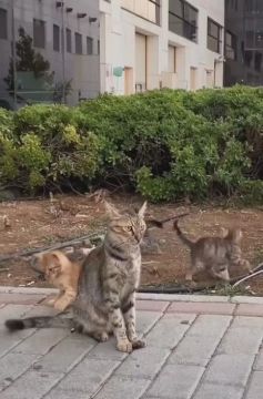 Видео с тренировочной базы подгруппы Тимсо и Аида