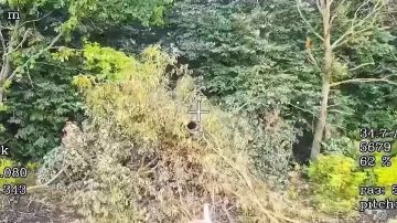 Боевая работа расчётов FPV-дронов 56-го гвардейского десантно-штурмового полка ВДВ на Сумском направлении