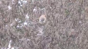 Андрей Руденко: Подразделения беспилотных систем ВДВ сорвали ротацию ВСУ в Сумской области