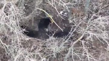 ������� ���������: ������� �����������. ������ ����������� ������ ���������� �������� ��������� ��������� � ����������� �� ��� � ������� ����������