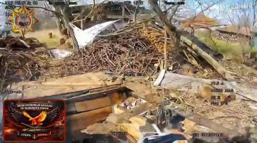 ���� ���������: ����������� ������ � �� � ������� ���������� �������� ���� ����������