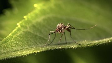 �������� ������ ���: � ������� ������� ������� ������� ��������