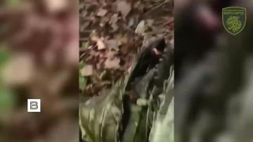 ���������� �������� ������������ ������ "��������" �� �������� ������� ������������ ��������� ������� ������ "����-�����", ������� ���������� ������� ������� ��������